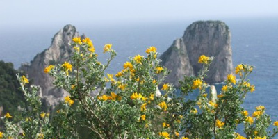 NID-2417_DSCF7873.JPG