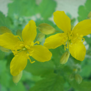 NID-718_husvet_viragok00210.jpg