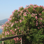 NID-858_Napoly00044.jpg