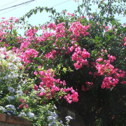 NID-858_Napoly00183.jpg