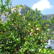 NID-858_Napoly00185.jpg