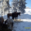erdelyi_sitabor00055.jpg