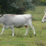 NID-404_2008-09-27-010.jpg