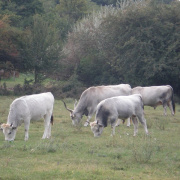 NID-404_2008-09-27-042.jpg