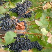 NID-404_2008-09-27-046.jpg