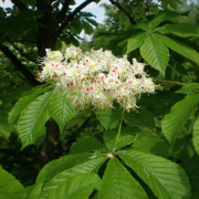 NID-1581_Madarak_es_Fak_Napja00033.jpg