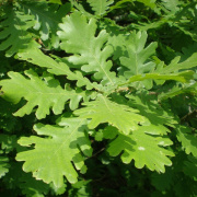 NID-1581_Madarak_es_Fak_Napja00069.jpg
