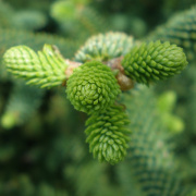 NID-1581_Madarak_es_Fak_Napja00084.jpg