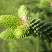 NID-1581_Madarak_es_Fak_Napja00086.jpg