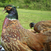 NID-1581_Madarak_es_Fak_Napja00096.jpg