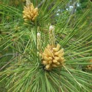 NID-1581_Madarak_es_Fak_Napja00109.jpg