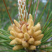 NID-1581_Madarak_es_Fak_Napja00110.jpg