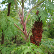 NID-1581_Madarak_es_Fak_Napja00137.jpg