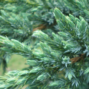 NID-1581_Madarak_es_Fak_Napja00151.jpg