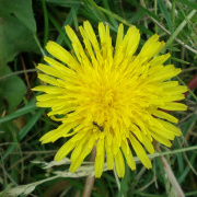 NID-1581_Madarak_es_Fak_Napja00155.jpg