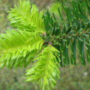 NID-1581_Madarak_es_Fak_Napja00162.jpg