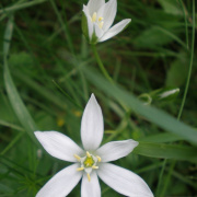 NID-1581_Madarak_es_Fak_Napja00184.jpg