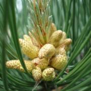 NID-1581_Madarak_es_Fak_Napja00186.jpg