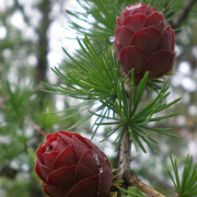 NID-1581_Madarak_es_Fak_Napja00188.jpg