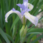 NID-1581_Madarak_es_Fak_Napja00207.jpg