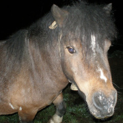 NID-1587_zarandoklat00012.jpg