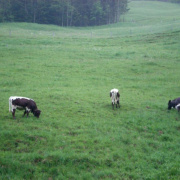 NID-1587_zarandoklat00027.jpg