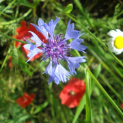 NID-1598_punkosdi_lelkinap00010.jpg