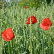 NID-1598_punkosdi_lelkinap00023.jpg