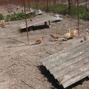 NID-1568_20100429060.jpg