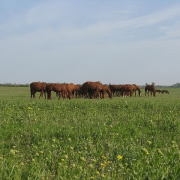 NID-1568_2010_04_23004.jpg