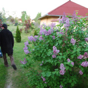 NID-1564_szerenad00054.jpg