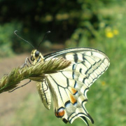 NID-1654_kirandulas00081.jpg