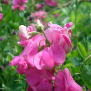 NID-1654_kirandulas00104.jpg