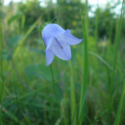 NID-1708_Svedorszag1110.jpg