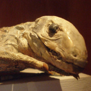 NID-1708_Svedorszag699.jpg
