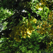 temetes00132.JPG