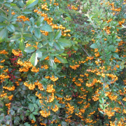 NID-1984_arboretum00009.jpg