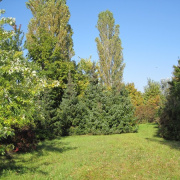 NID-1984_arboretum00014.jpg
