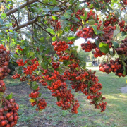 NID-1984_arboretum00025.jpg