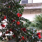 NID-2417_DSCF7573.JPG