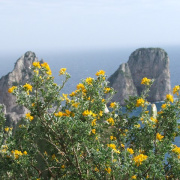 NID-2417_DSCF7873.JPG
