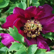 NID-2471_ballagas 07086.JPG