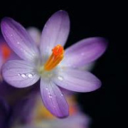NID-2487_virag2.jpg