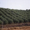 NID-2752_NID-2752_Del_Olaszorszag00354.JPG