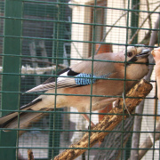 NID-3044_DSCF5951.JPG