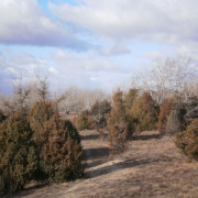 NID-3210_P1140127.JPG