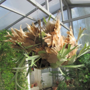 NID-3316_Nagykaroly2012-024.jpg