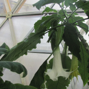 NID-3316_Nagykaroly2012-025.jpg