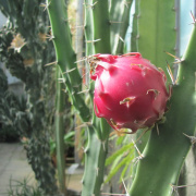 NID-3316_Nagykaroly2012-027.jpg