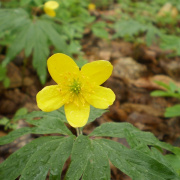 NID-3392_81.JPG